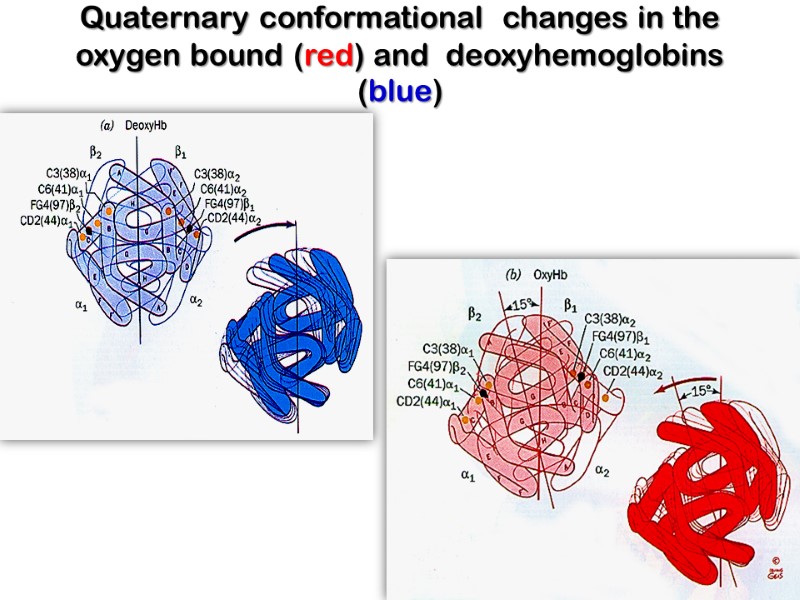 Quaternary conformational  changes in the oxygen bound (red) and  deoxyhemoglobins (blue)